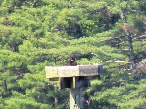 Sasanoa River eagle nest