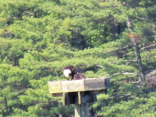 Sasanoa River eagle nest