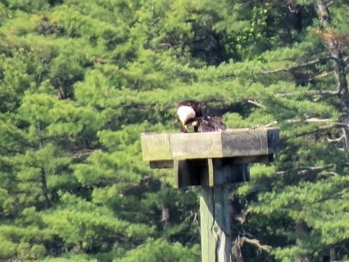 Sasanoa River eagle nest