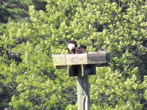 Sasanoa River eagle nest