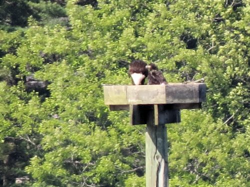 Sasanoa River eagle nest