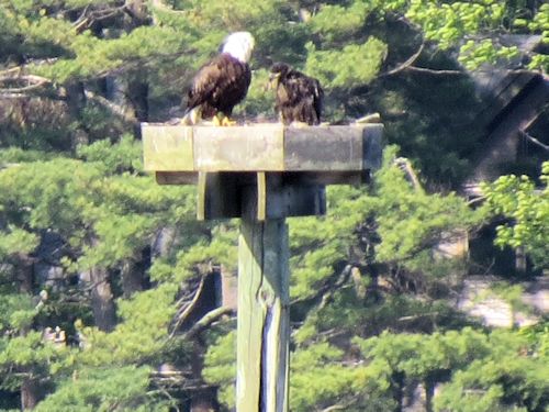 Sasanoa River eagle nest
