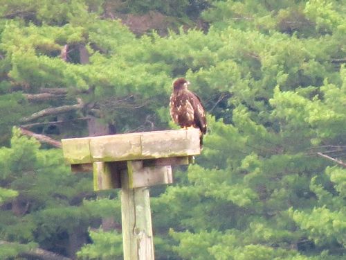 Sasanoa River eaglet