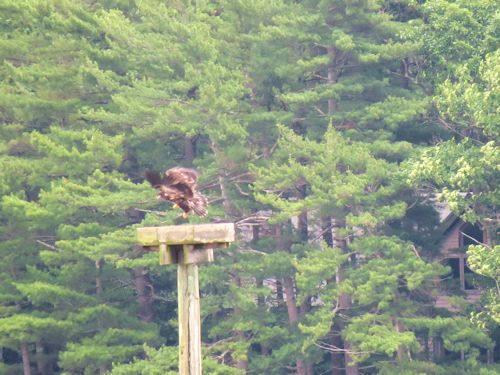 Sasanoa River eaglet