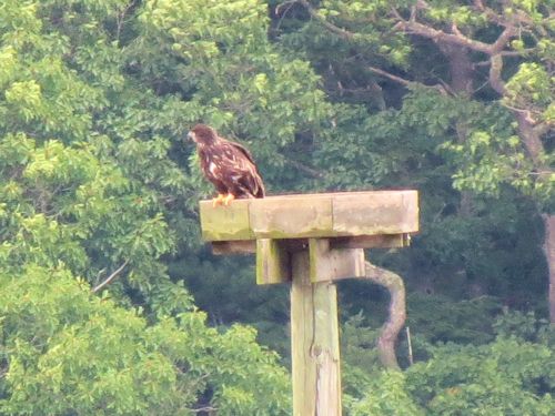 Sasanoa River eaglet