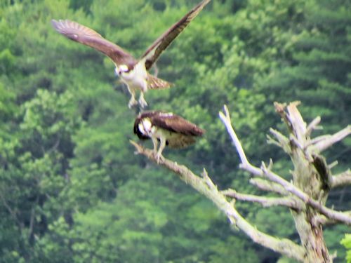 Sasanoa River osprey