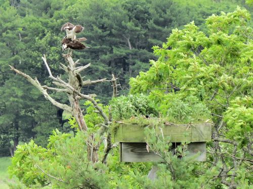 Sasanoa River osprey