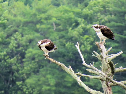 Sasanoa River osprey
