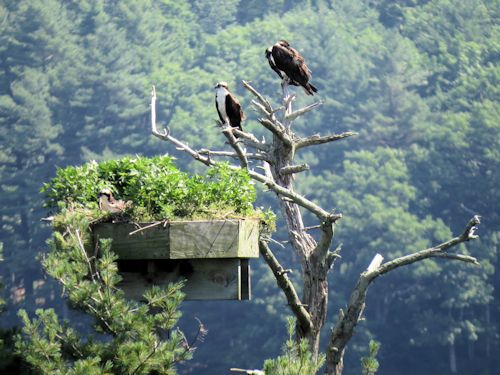 Sasanoa River osprey nest