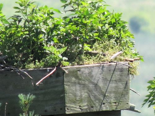 Sasanoa River osprey nest