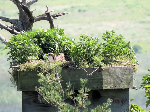 Sasanoa River osprey nest