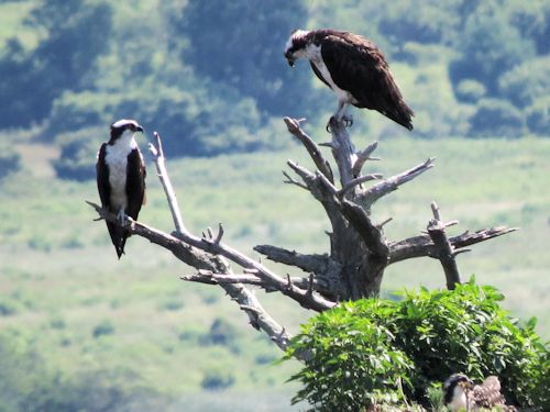 Sasanoa River osprey nest