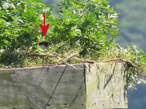 Sasanoa River osprey nest