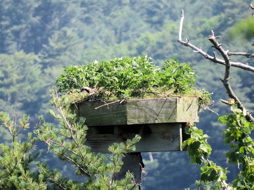 Sasanoa River osprey nest