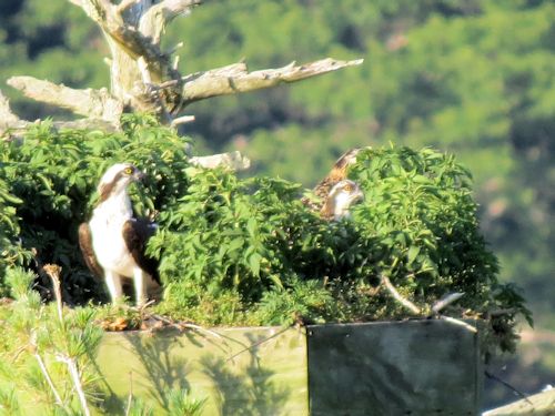 Sasanoa osprey