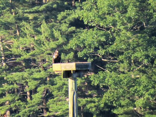 Sasaona eaglet