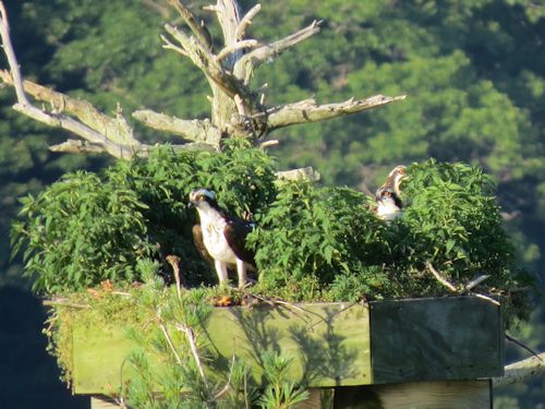 Sasanoa osprey