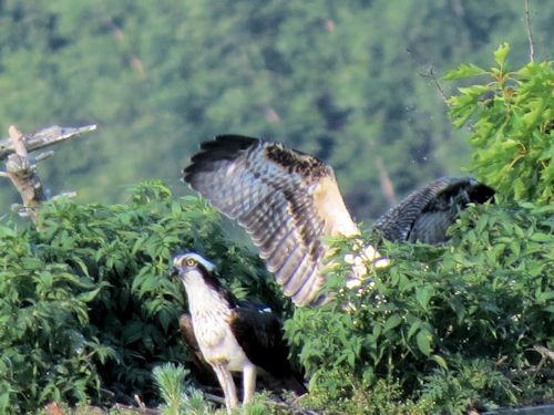 Sasanoa osprey chick shows big wings