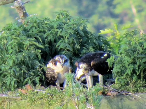 Sasanoa osprey