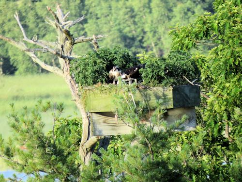 Sasanoa osprey