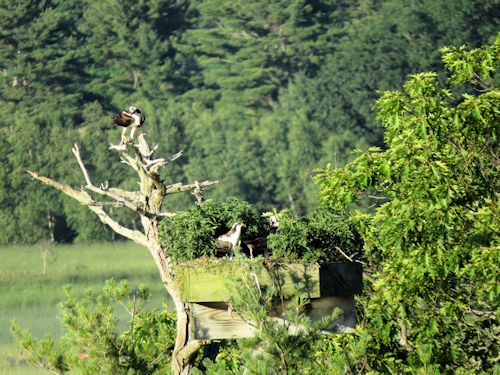 Sasanoa osprey