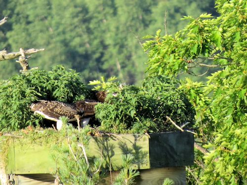 Sasanoa osprey