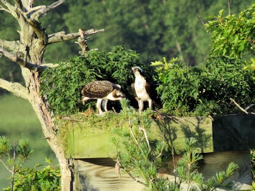 Sasanoa osprey