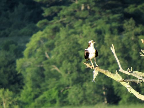 Sasanoa osprey Dad with fish
