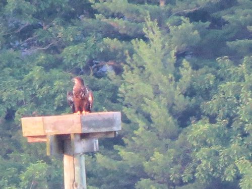 Sasaona eaglet