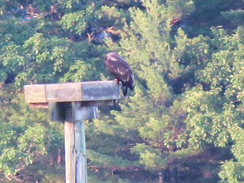 Sasaona eaglet