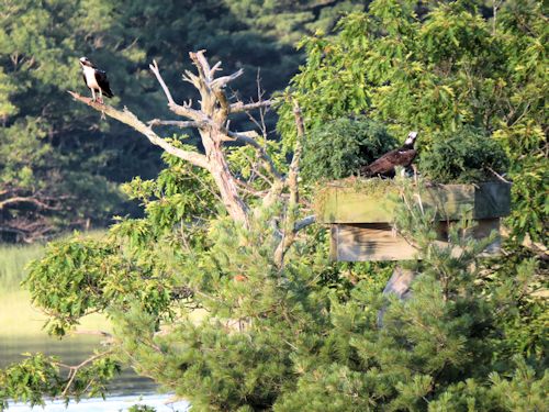 Sasanoa osprey