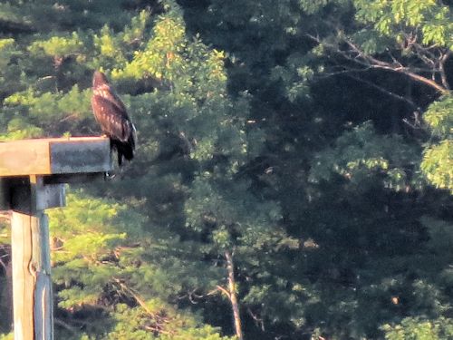 Sasaona eaglet