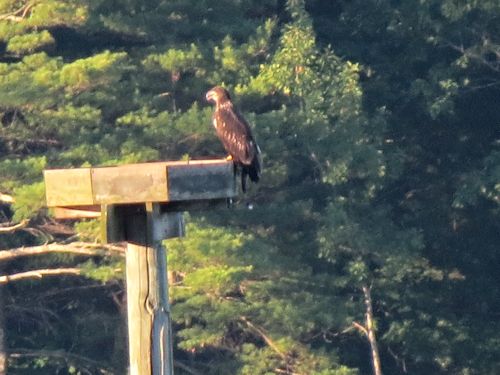 Sasaona eaglet