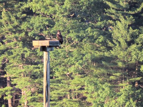 Sasaona eaglet