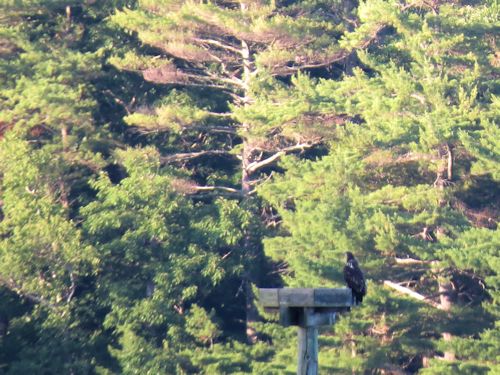 Sasaona eaglet