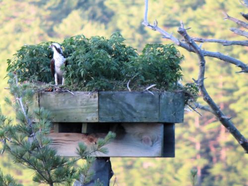 Sasanoa osprey