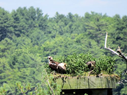 Sasanoa osprey