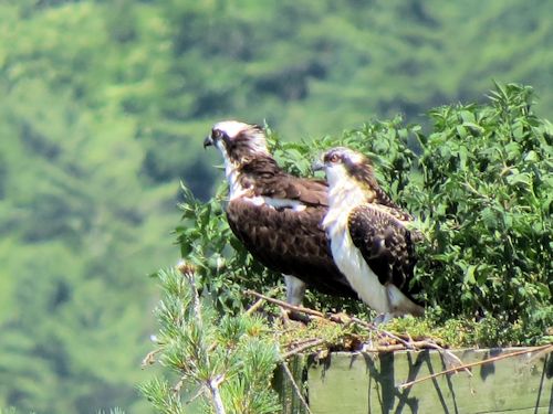 Sasanoa osprey