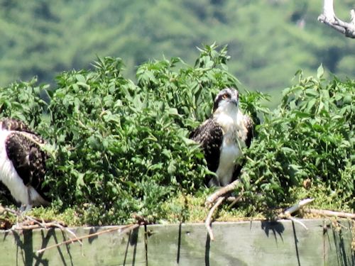 Sasanoa osprey