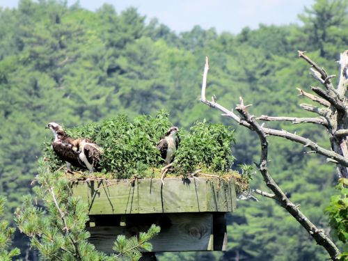 Sasanoa osprey