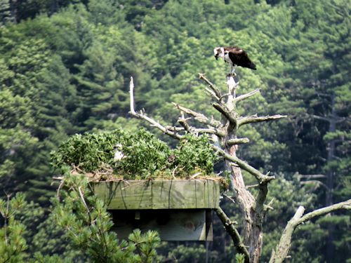Sasanoa osprey nest