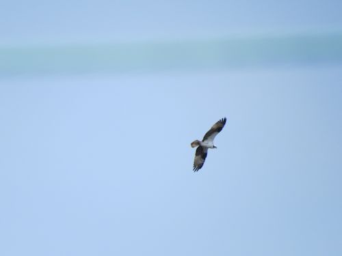 Sasanoa osprey nest