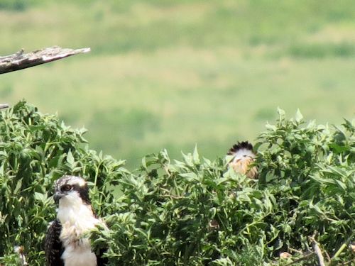Sasanoa osprey nest