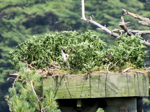 Sasanoa osprey nest