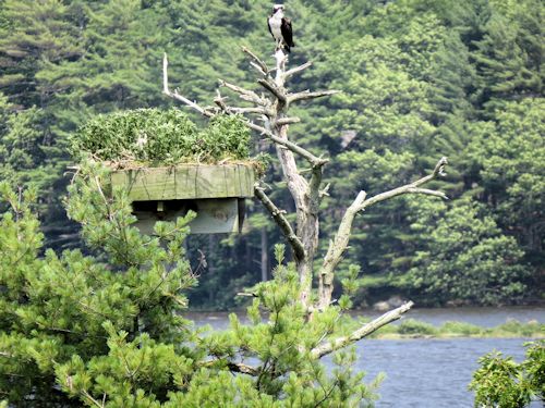 Sasanoa osprey nest