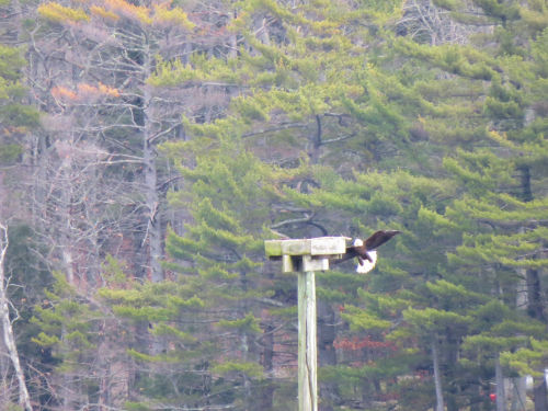 eagle arriving at nest