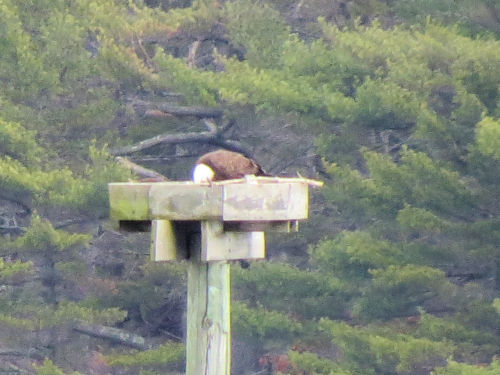 eagle perhaps turning an egg