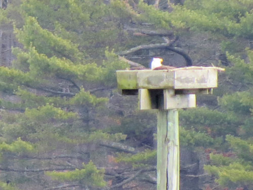 eagle settled in - likely incubating