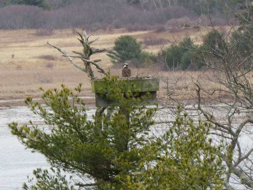 osprey on nest