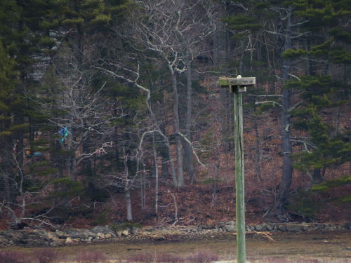 eagle incubating egg(s)